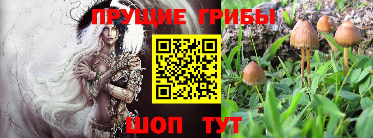 Чусовой  Псилоцибиновые грибы GOLDEN TEACHER  Вход с VPN 